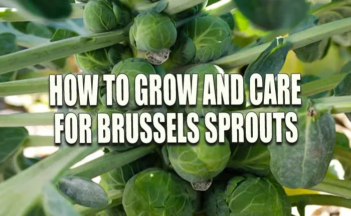 How to Grow and Care for Brussels Sprouts: Easy Success Strategies
