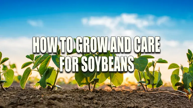 How to Grow and Care for Soybeans: Expert Tips for Luxurious Growth
