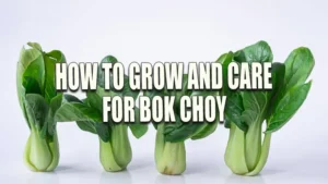 Four fresh bok choy plants arranged in a row, each with crisp green leaves and pale green stalks, against a plain white background.