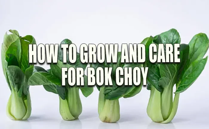 How to Grow and Care for Bok Choy: The Ultimate Insider’s Guide to Thriving Plants