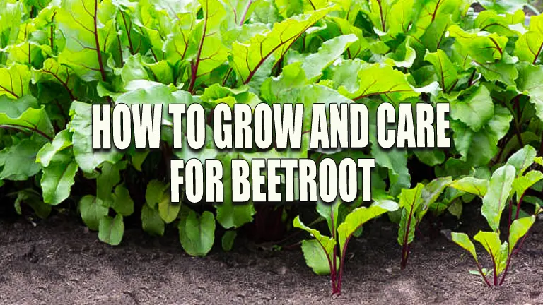 How to Grow and Care for Beetroot: Expert Tips for Magnificent Results