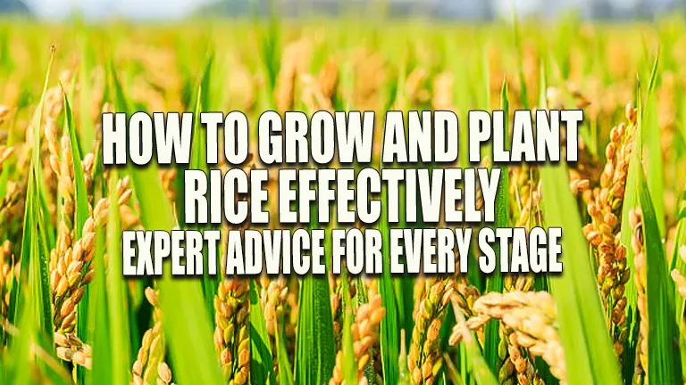 How to Grow and Plant Rice Effectively: Expert Advice for Every Stage
