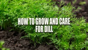 Healthy dill plants growing in rich, dark soil with their fine, feathery green leaves spread out densely.