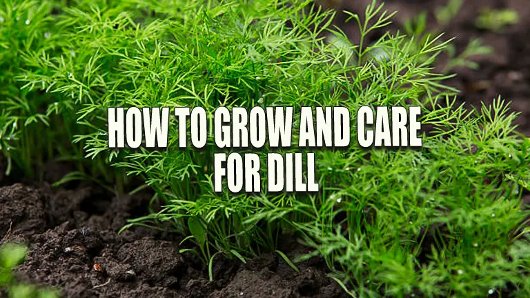 How to Grow and Care for Dill: Expert Secrets for a Bountiful Harvest