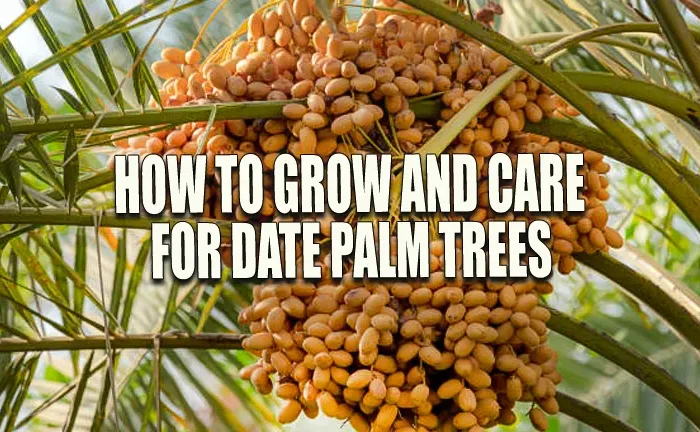 How to Grow and Care for Date Palm Trees: Proven Secrets for Success
