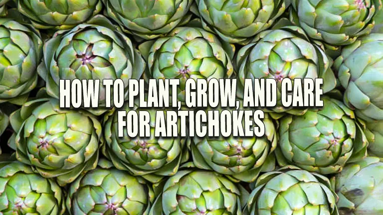 How to Plant, Grow, and Care for Artichokes: Easy Success Strategies