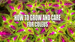 Vibrant Coleus plants with colorful foliage featuring green, pink, and purple patterns.
