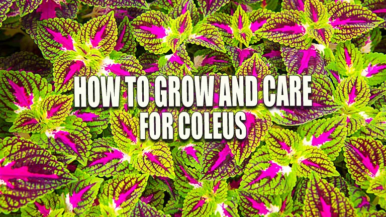 How to Grow and Care for Coleus: Expert Tips for Magnificent Growth