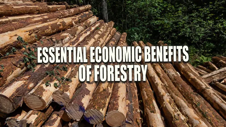 Essential Economic Benefits of Forestry: Jobs, Markets, and Environmental Impact