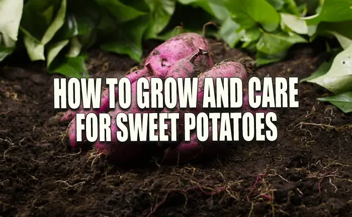 How to Grow and Care for Sweet Potatoes: Achieve Incredible Growth with These Tips