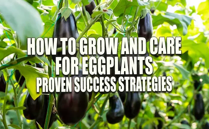 How to Grow and Care for Eggplants: Proven Success Strategies