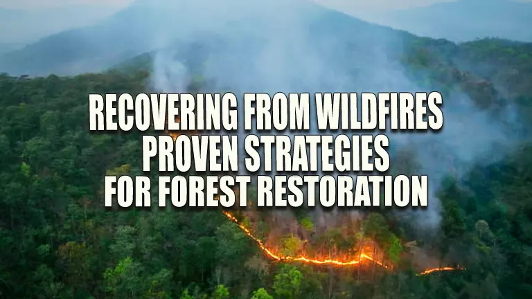 Recovering from Wildfires: Proven Strategies for Forest Restoration