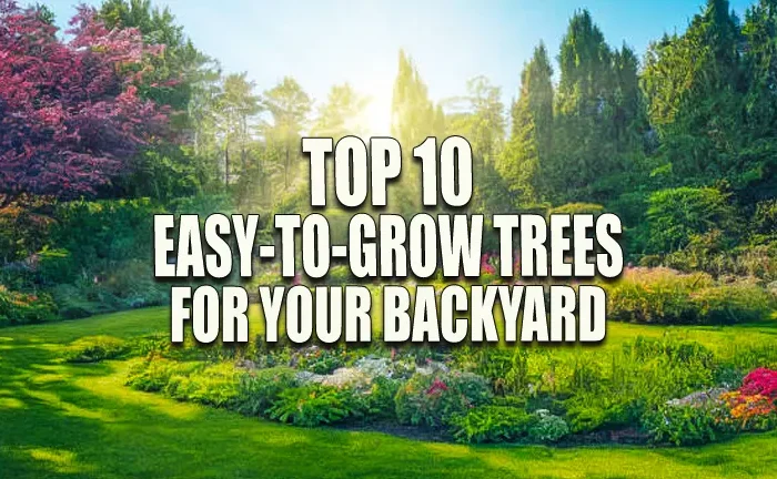 Top 10 Easy-to-Grow Trees for Your Backyard: The Essential Success Guide