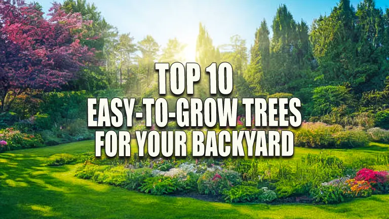 Top 10 Easy-to-Grow Trees for Your Backyard: The Essential Success ...