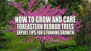 A stunning Eastern Redbud tree in full bloom, displaying a profusion of bright pink flowers, stands in a lush, green garden with various shrubs and plants surrounding it.