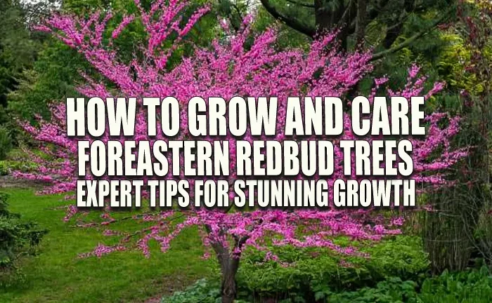 How to Grow and Care for Eastern Redbud Trees: Expert Tips for Stunning Growth