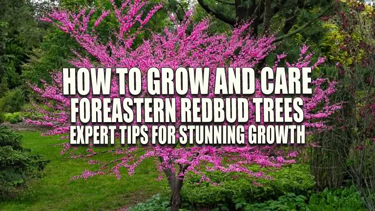 How to Grow and Care for Eastern Redbud Trees: Expert Tips for Stunning Growth
