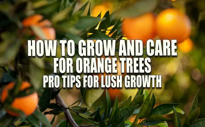 How to Grow and Care for Orange Trees: Pro Tips for Lush Growth