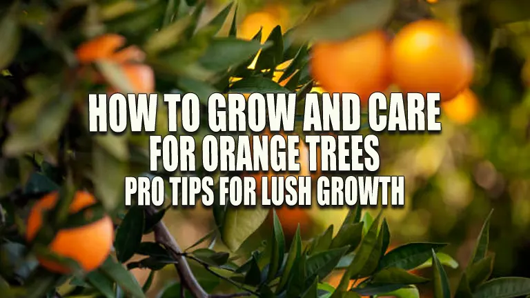 How to Grow and Care for Orange Trees: Pro Tips for Lush Growth