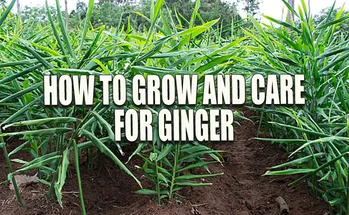 How to Grow and Care for Ginger: Master Techniques for Unstoppable Growth
