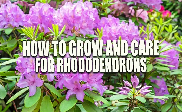 How to Grow and Care for Rhododendrons: Expert Tips for Healthy Plants