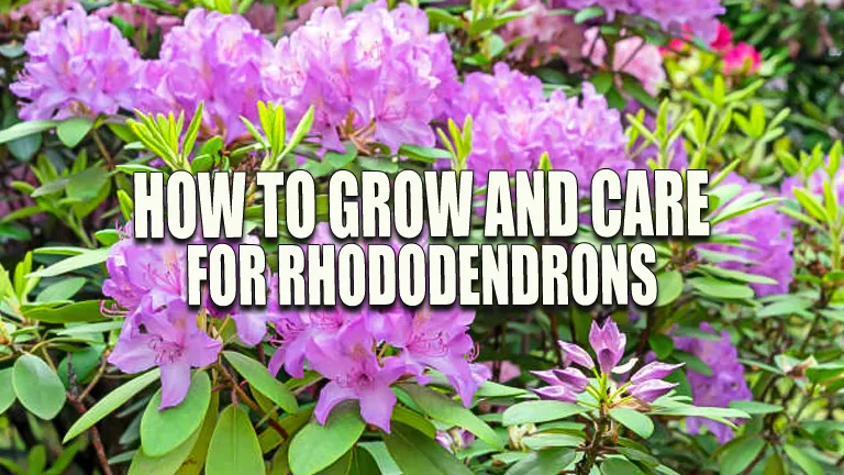 How to Grow and Care for Rhododendrons: Expert Tips for Healthy Plants ...