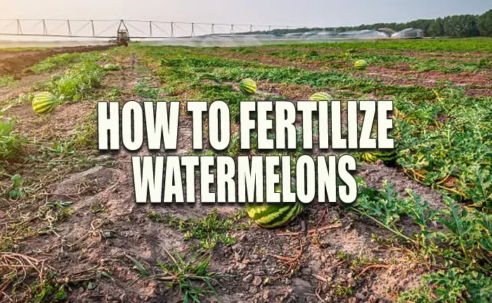 How to Fertilize Watermelons: Enhance Your Harvest with Expert Techniques