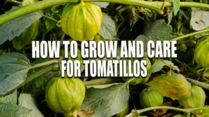 A banner image featuring tomatillo plants with green fruit in husks, overlaid with the text "How to Grow and Care for Tomatillos" in bold white letters.