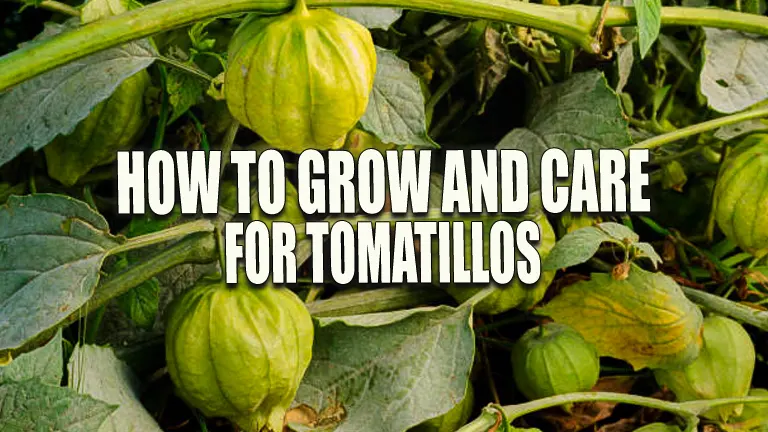 How to Grow and Care for Tomatillos: Expert Tips and Tricks