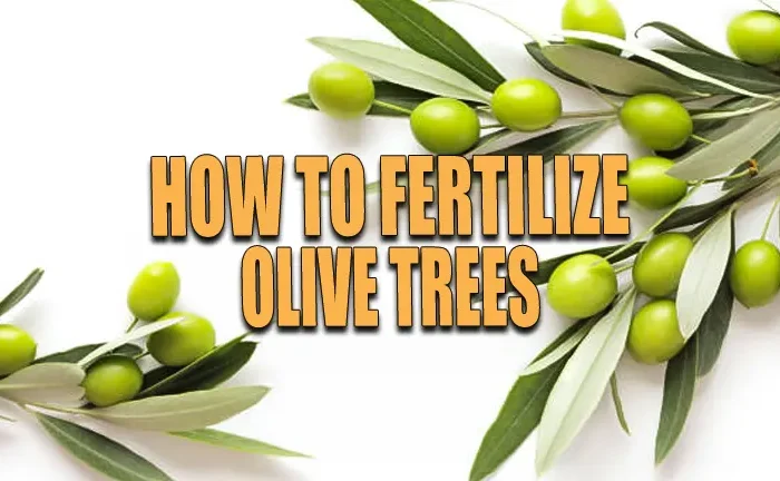 How to Fertilize Olive Trees: Essential Techniques to Prevent Underperformance
