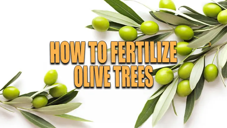 How to Fertilize Olive Trees: Essential Techniques to Prevent Underperformance