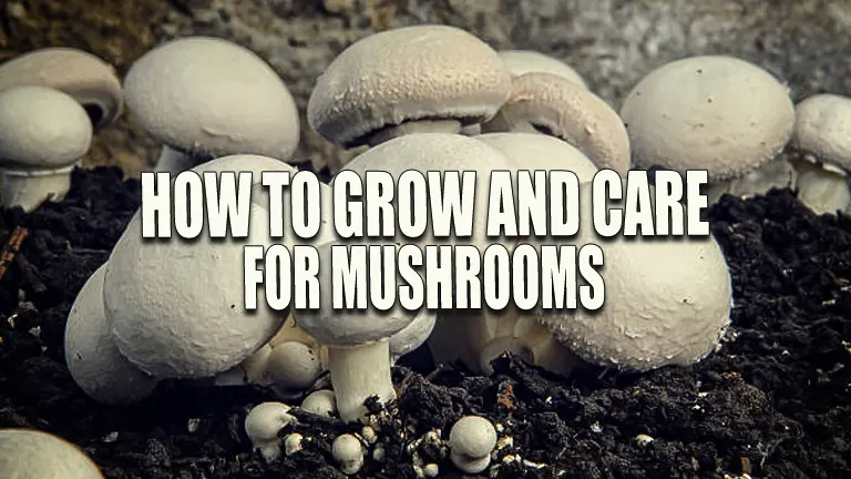 How to Grow and Care for Mushrooms: Explode Your Yields with Expert Techniques