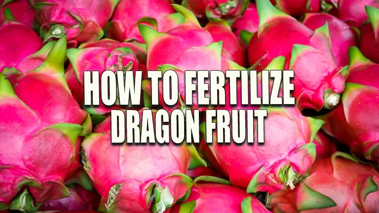 How to Fertilize Dragon Fruit: Master the Secrets to Thriving Plants