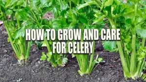 Healthy celery plants growing in well-cultivated garden soil.
