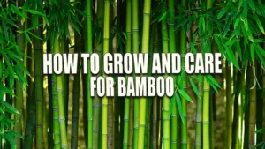 A dense grove of tall, green bamboo stalks with lush foliage. The bamboo culms are straight and closely spaced, creating a thick, natural barrier. The rich green leaves add to the verdant and serene atmosphere of the scene.