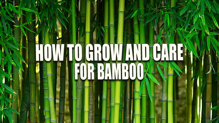 How to Grow and Care for Bamboo: Master the Art of Healthy, Vibrant Plants