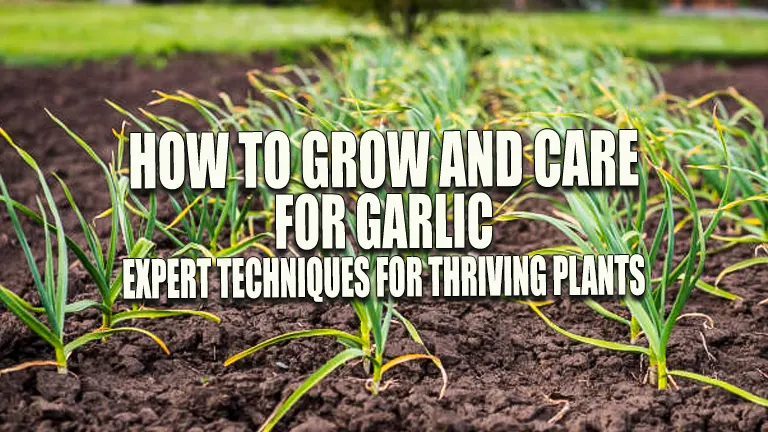 How to Grow and Care for Garlic: Expert Techniques for Thriving Plants