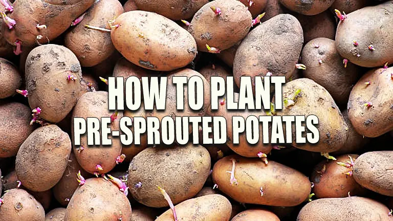 How to Plant Pre-Sprouted Potatoes Successfully: Expert Guide