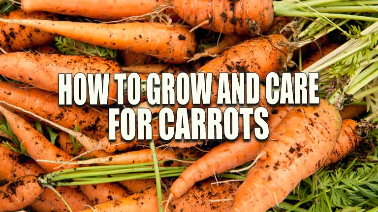 How to Grow and Care for Carrots: Expert Techniques for Bountiful Crops