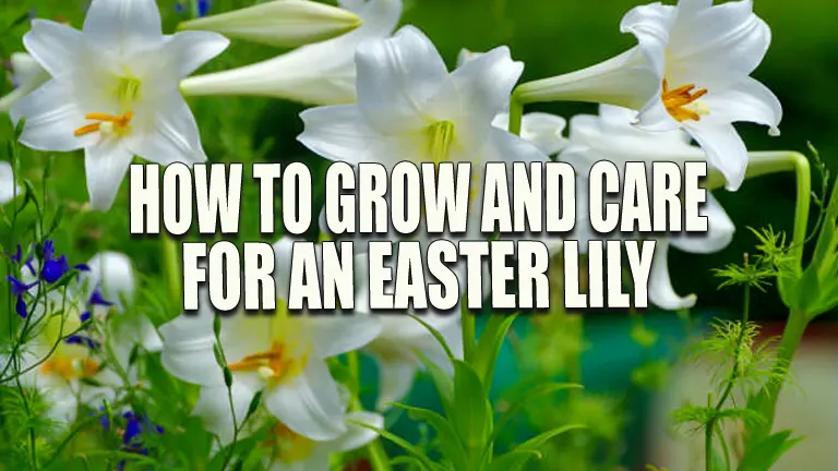 How to Grow and Care for an Easter Lily: Overcome Gardening Challenges