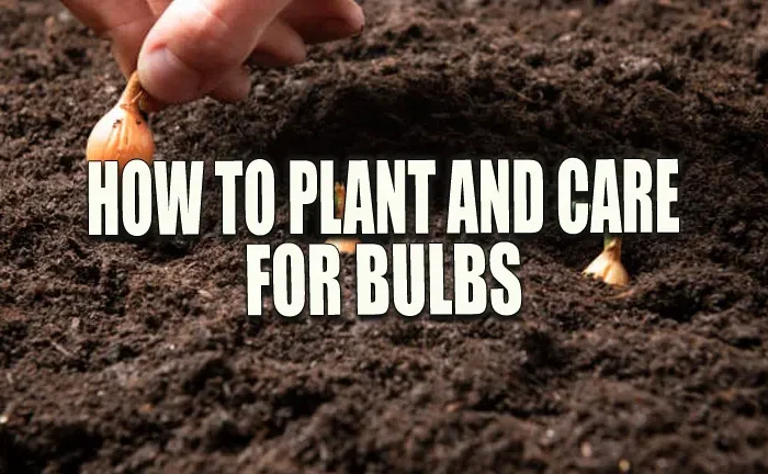 How to Plant and Care for Bulbs: Master Techniques for Year-Round Beauty