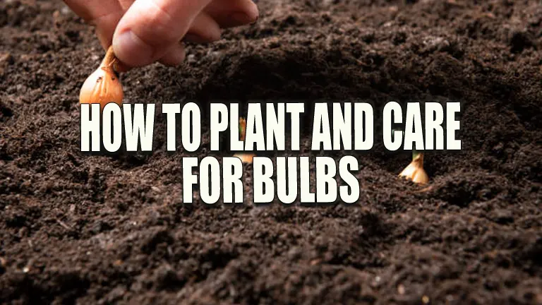 How to Plant and Care for Bulbs: Master Techniques for Year-Round Beauty