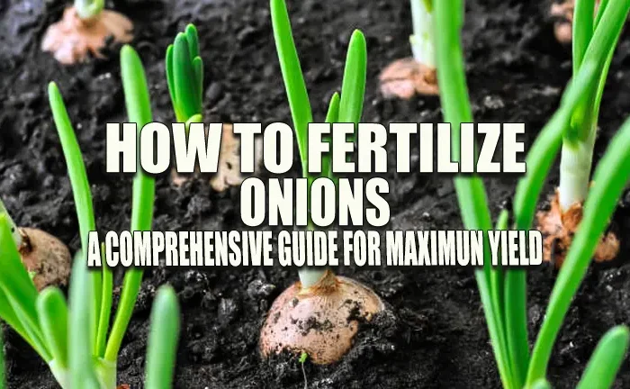 How to Fertilize Onions: A Comprehensive Guide for Maximum Yield