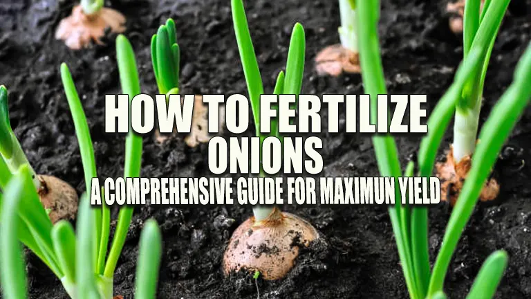 How to Fertilize Onions: A Comprehensive Guide for Maximum Yield
