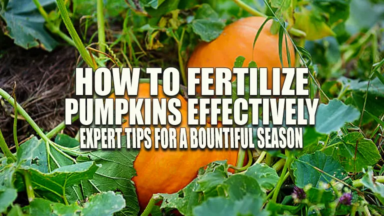 How to Fertilize Pumpkins Effectively: Expert Tips for a Bountiful Season