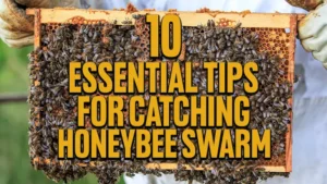 10 Essential Tips for Catching Honeybee Swarms
