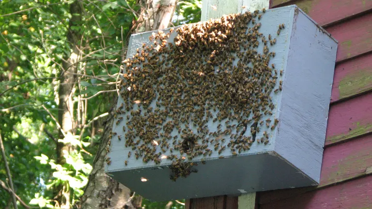 Swarm of bees gathering on the exterior of a box-shaped swarm trap mounted on a tree.
