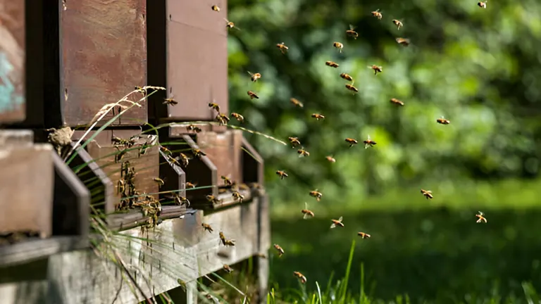 Bees flying around the entrance of a rustic, wall-mounted bee hive in a lush green environment, demonstrating active pollinator behavior.