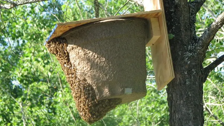 Bee swarm forming a natural cluster hanging from a tree-mounted basket trap.
