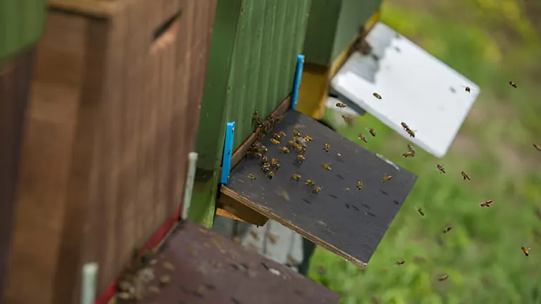 Entrance of a bee hive with bees flying in and out, set against a rural backdrop.
